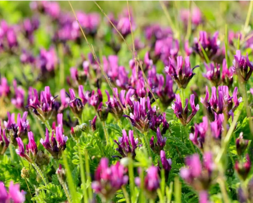 Astragalus (Astragalus membranaceus)