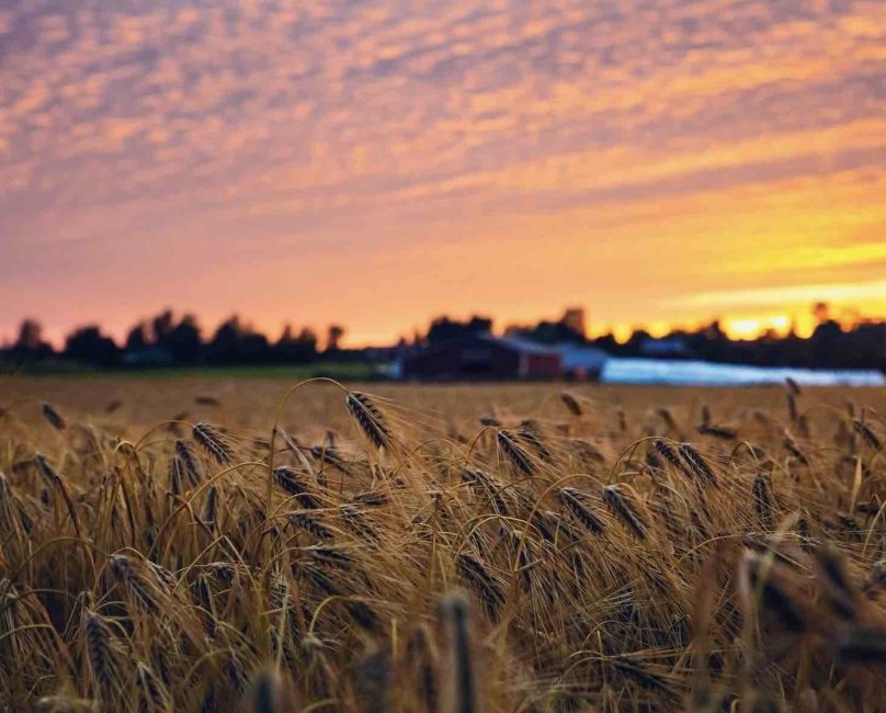 Understanding Glyphosate: Effects, Prevalence, and Avoidance