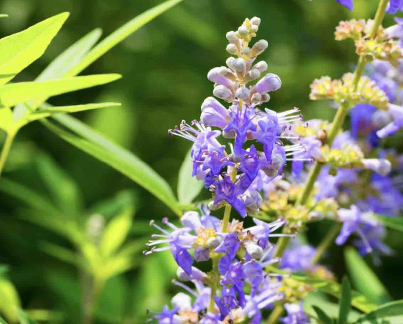 Spotlight on Vitex or Chasteberry