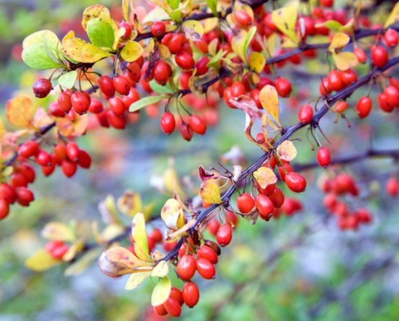 Spotlight on Berberine