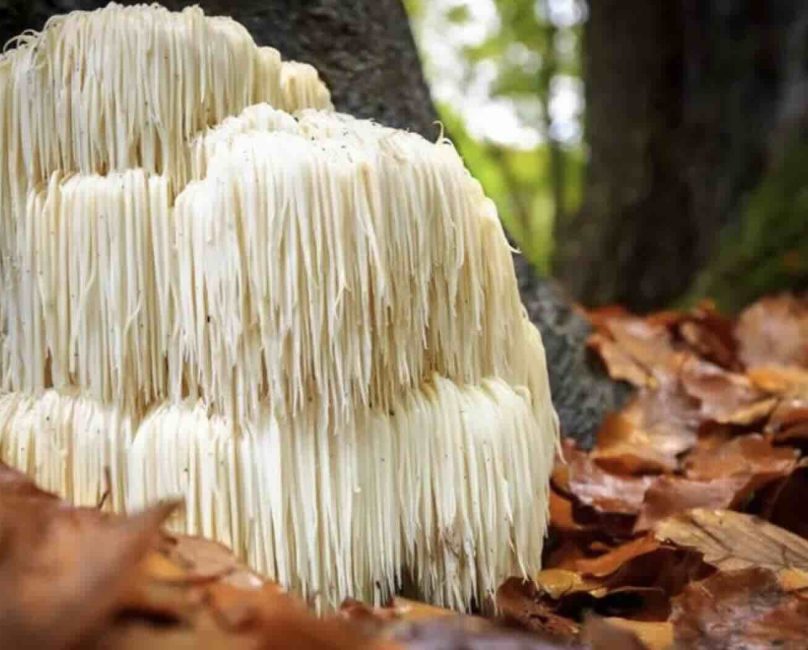 Spotlight on Lion’s Mane Mushroom