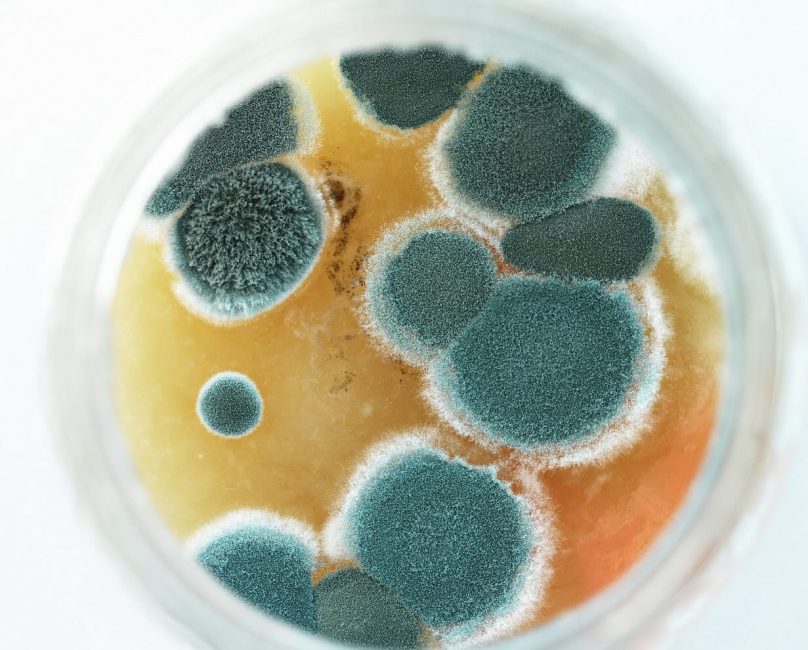 Healing from Mold Toxicity – the Functional Medicine Way