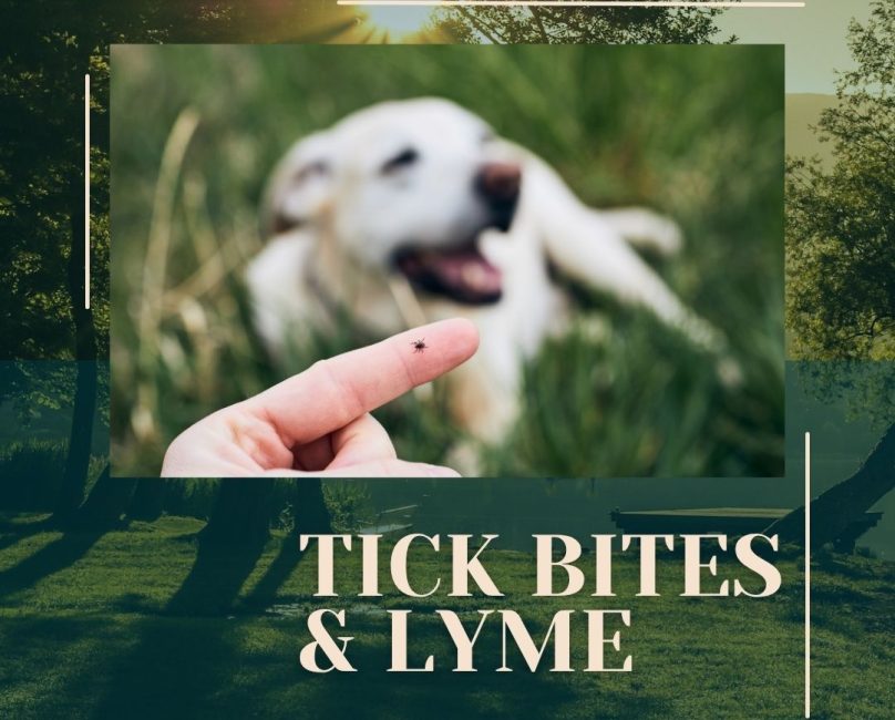 Lyme Testing, Co-Infections, and Tick Bites