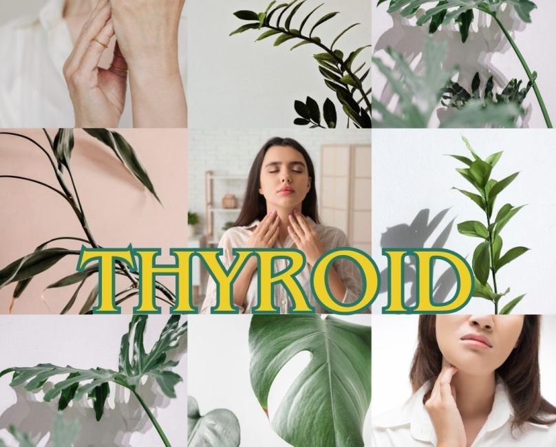  Thyroid Support & Hashimoto’s: A Root-Cause Approach to Healing