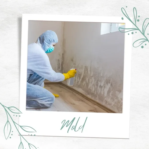 Mold technician scraping mold